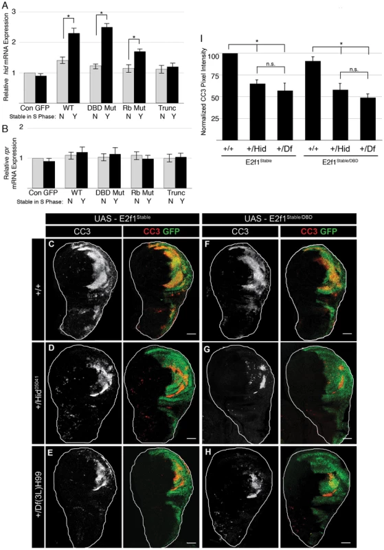 Stabilizing E2f1 during S phase induces <i>hid</i> expression.