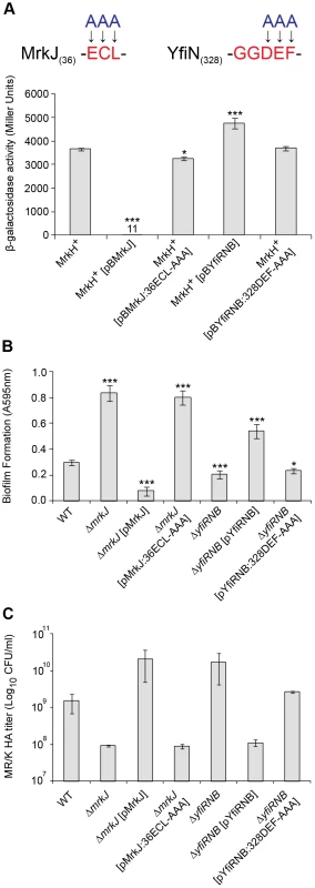 Analysis of EAL- and GGDEF-domain mutations on MrkH-mediated transcriptional activation, biofilm formation and type 3 fimbriae expression.