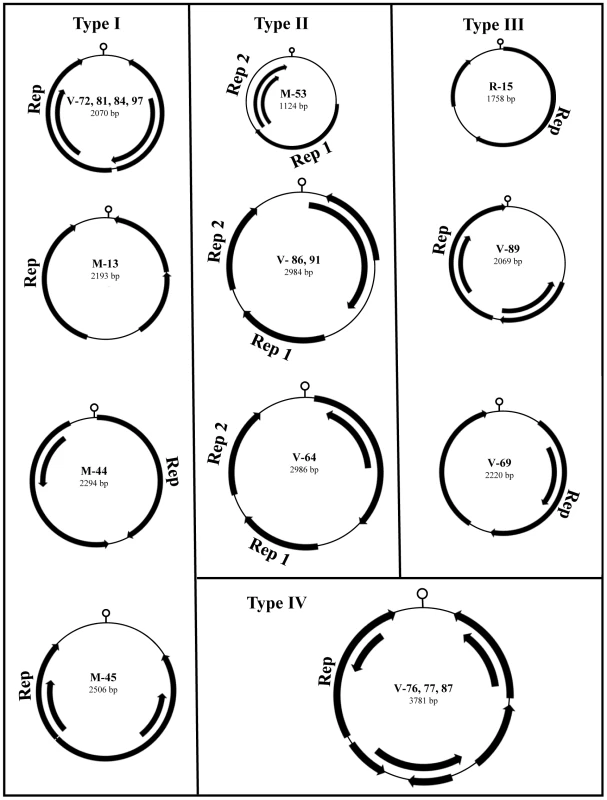 Genomic organization of RodSCVs.