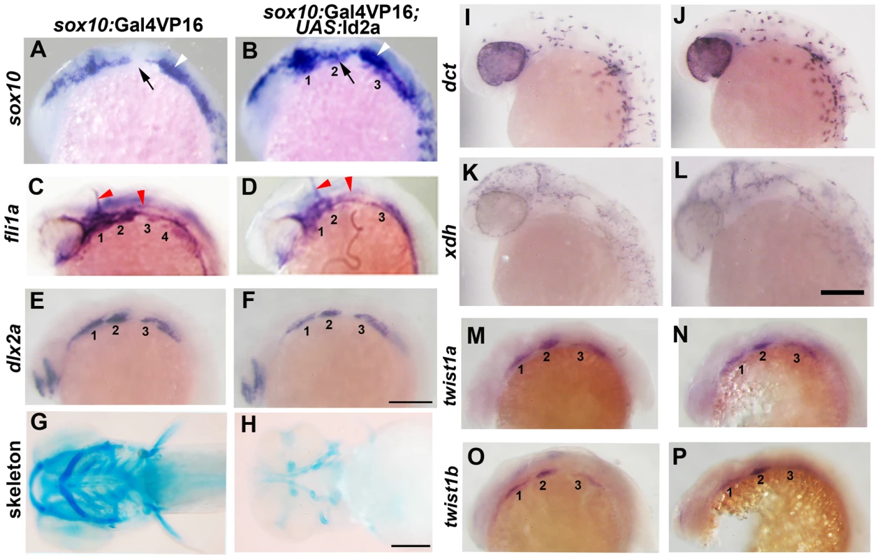 Forced expression of Id2a in CNCCs inhibits ectomesenchyme specification.