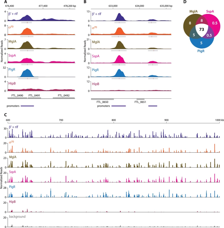 MglA, SspA, and PigR are found ubiquitously at promoter regions.