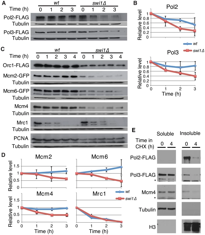 Swi1 prevents degradation of DNA polymerases and helicases.