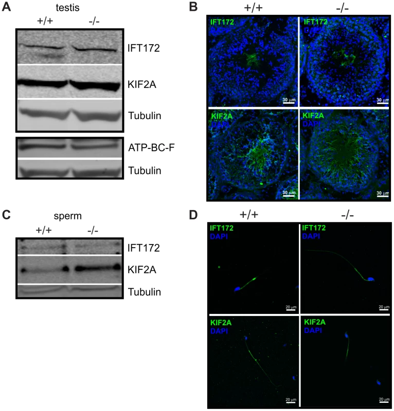 Expression of putative CRIS interaction partners.