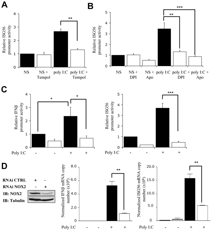 NOX2 is required for RIG-I-mediated regulation of <i>IFNβ</i> and <i>IFIT1</i> genes.