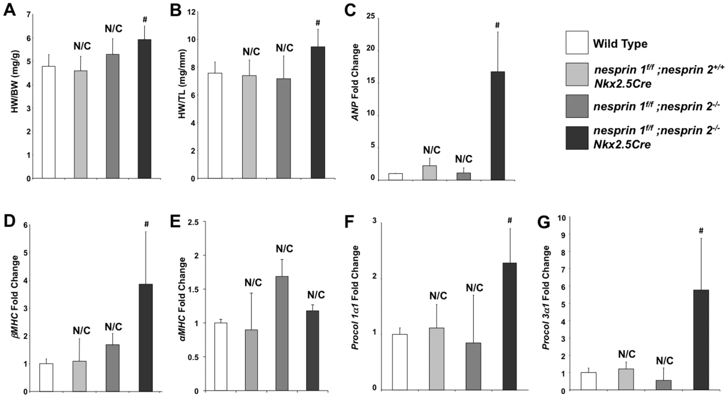 Ablation both Nesprin 1 and 2 alters cardiac morphology, reactivates fetal gene program and activates profibrotic genes.