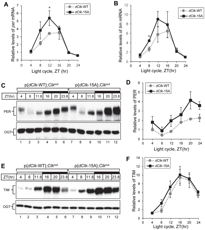 Higher amplitude rhythms of <i>per</i> mRNA and protein in p{<i>dClk</i>-15A};<i>Clk</i><sup>out</sup> flies.