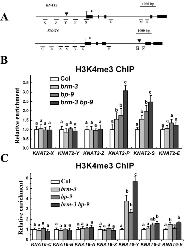 BRM and BP decrease H3K4Me3 levels of <i>KNAT2</i> and <i>KNAT6</i> in inflorescences.