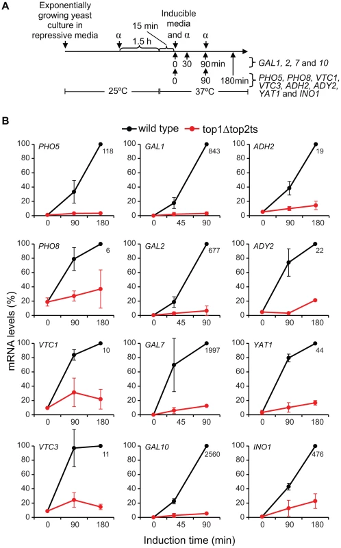 Topoisomerases are required for transcriptional induction of a range of inducible genes.
