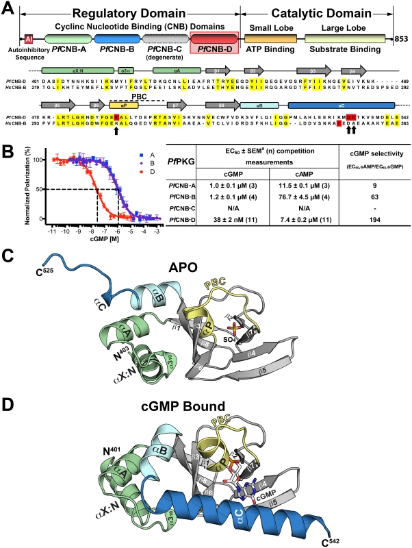 Domain organization and overall structures of <i>Pf</i>CNB-D.