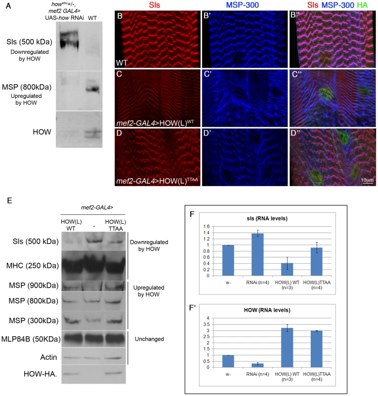 HOW regulates the levels of Sls RNA and protein in a phosphorylation-dependent manner.