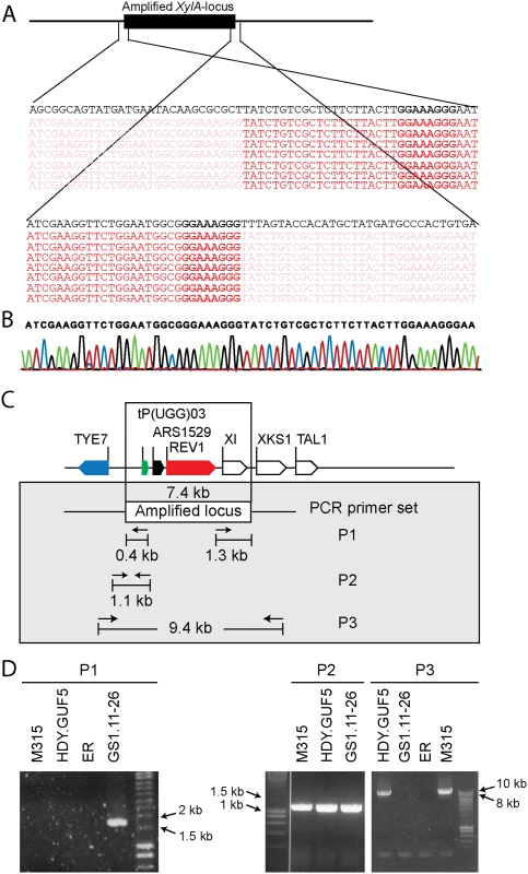 Sequence analysis at the borders of the amplified <i>XylA</i>-locus, and verification of the presence of circular or tandem repeats.