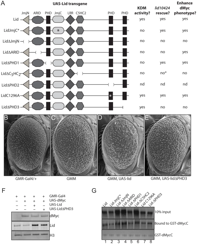 The third PHD finger of Lid is required for it to function with dMyc.