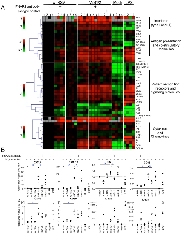 Effect of NS1/2 deletion and IFNAR2 blockade on the transcriptional induction of DC genes.