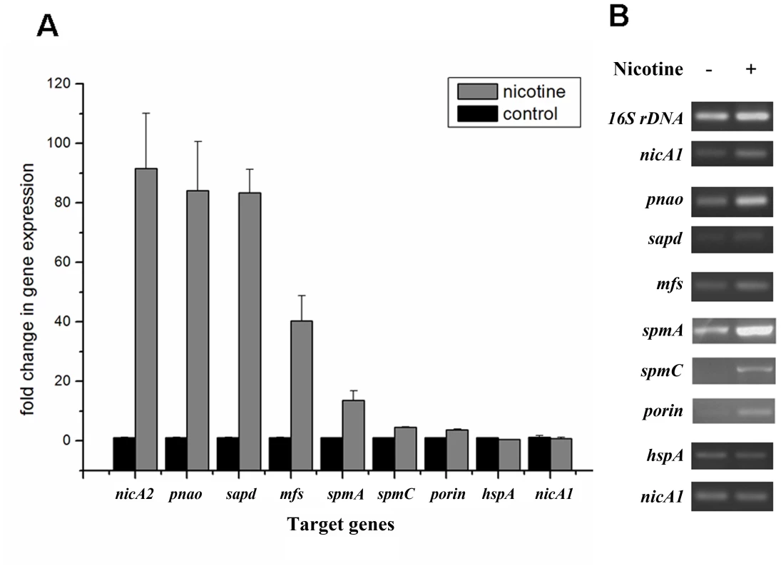 Validation of transcriptional regulation of differentially expressed proteins.