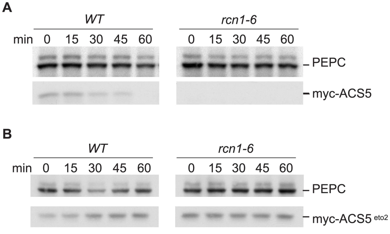 PP2A inhibition decreases ACS5 accumulation.