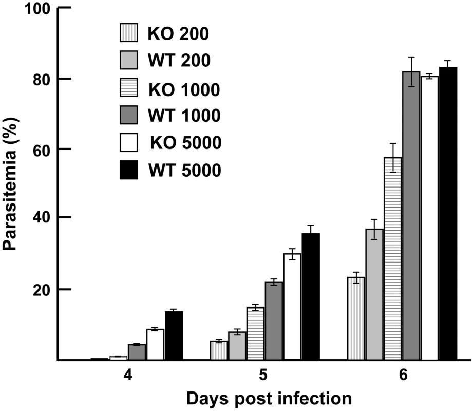 Parasite growth <i>in vivo.</i>