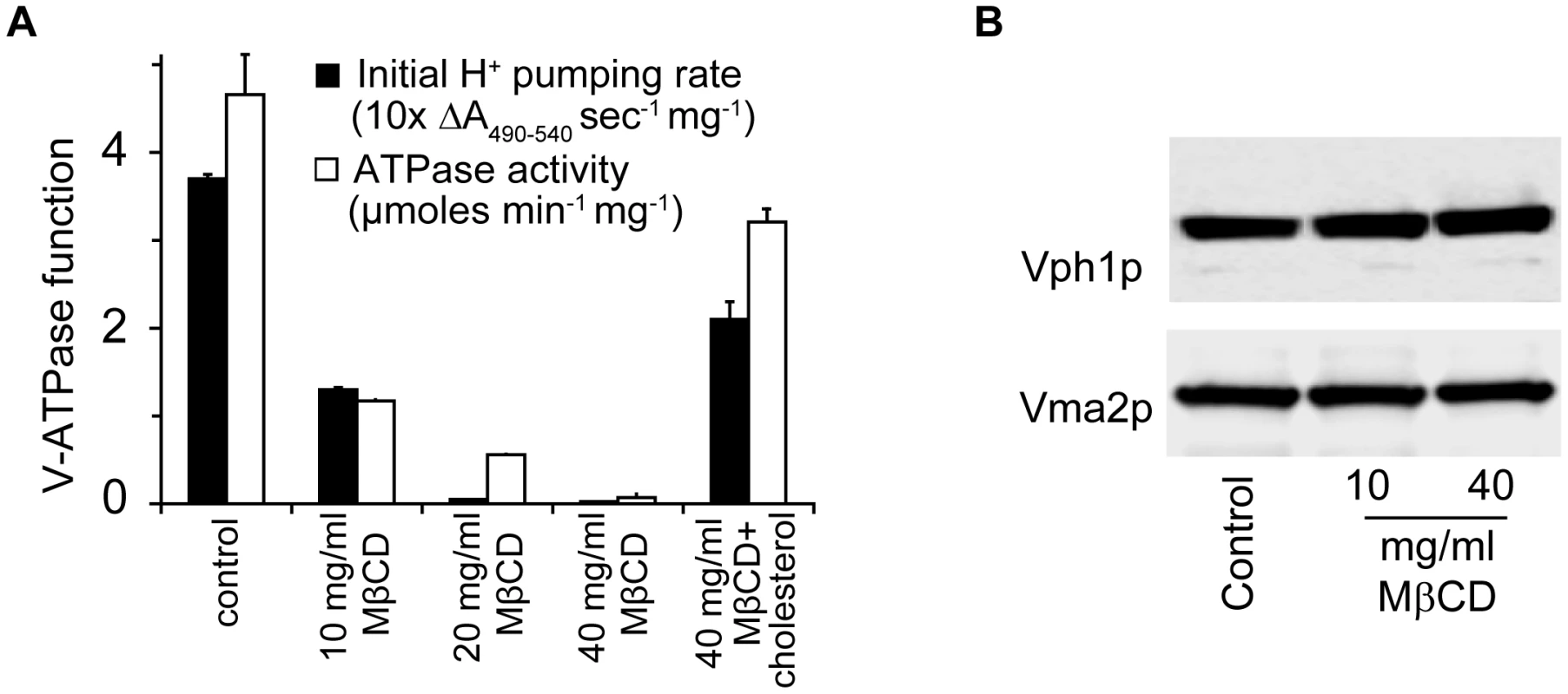 Ergosterol is critical for V-ATPase function.