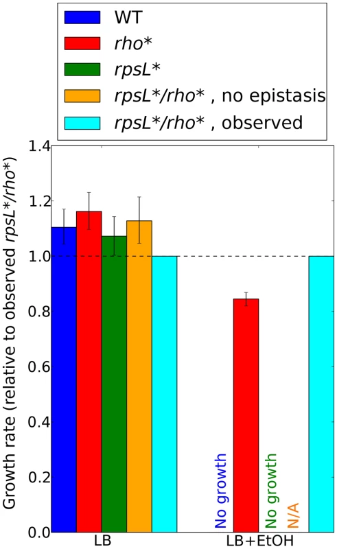 Contributions of <i>rho</i>*-<i>rpsL</i>* epistatic interactions to ethanol tolerance.