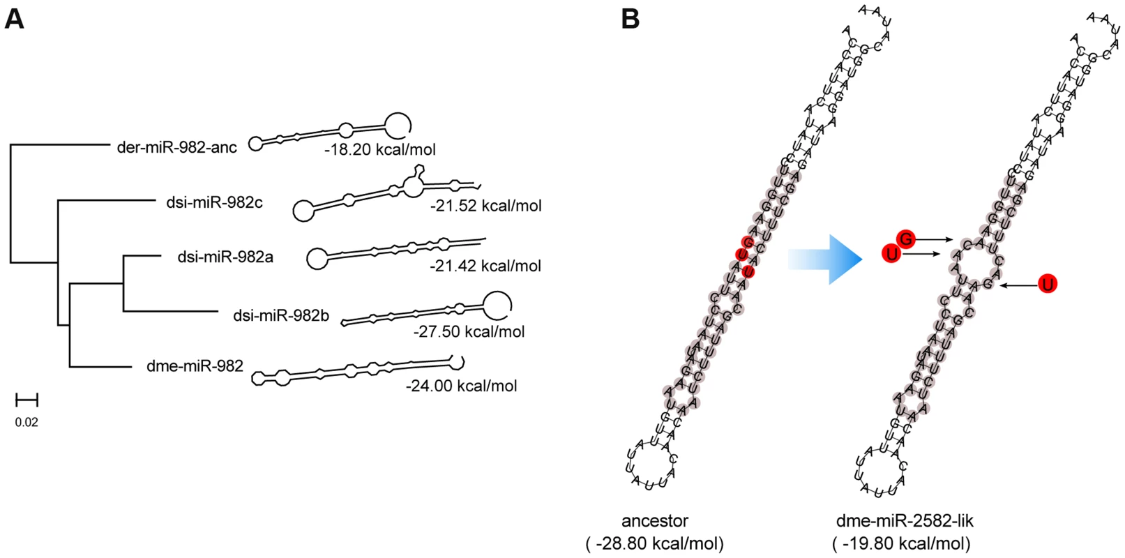 Evolution of the secondary structure of members of miR-982s as predicted by RNAfold <em class="ref">[70]</em>.