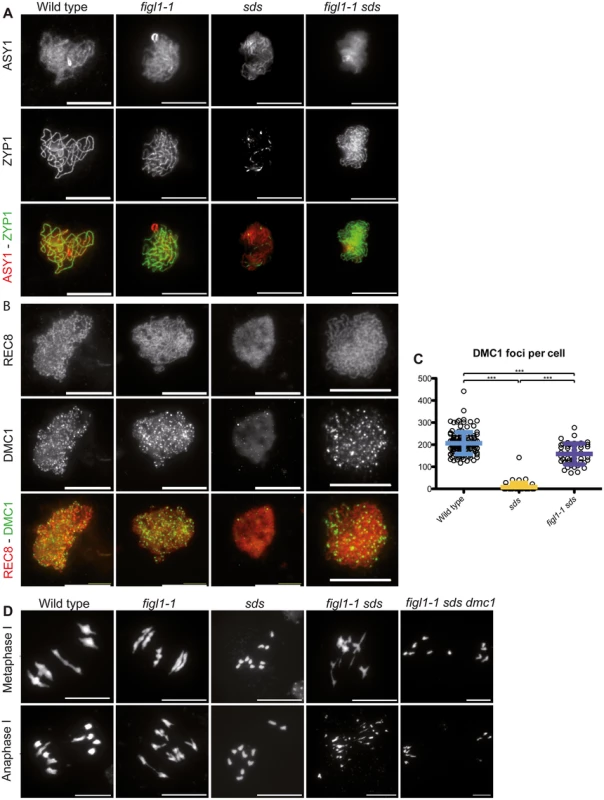 <i>FIGL1</i> genetically interacts with <i>SDS</i>.