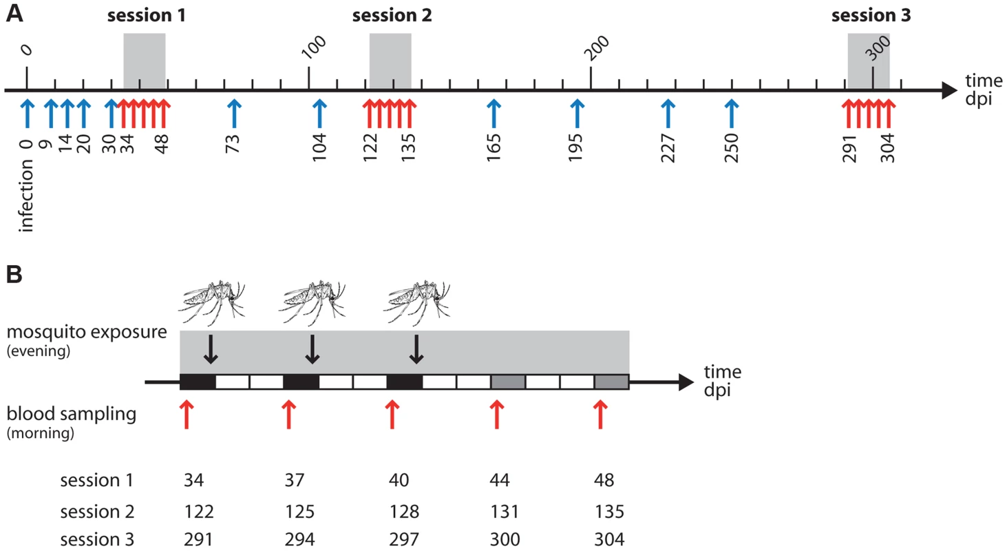 (A) Overview of the experiment with the 3 exposure sessions (grey areas).
