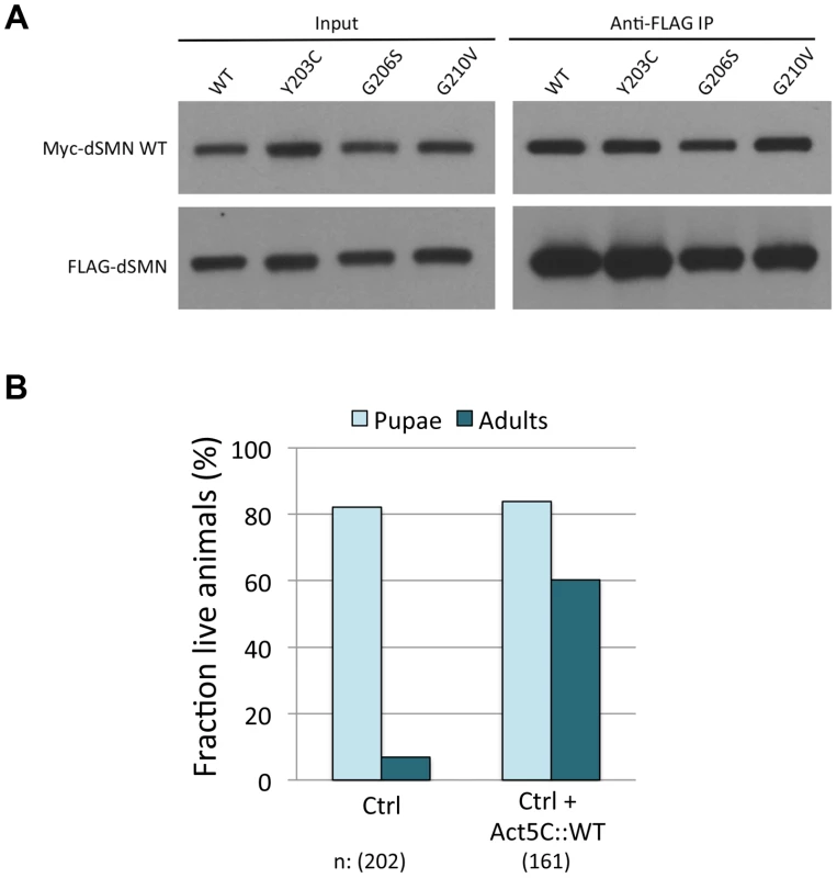Severe YG box mutants retain the ability to interact with wild-type SMN and overexpression of WT Flag-dSMN rescues their dominant negative effect.