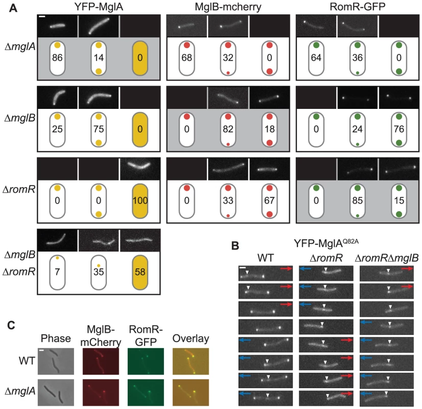 Localization of MglA, MglB, and RomR is mutually dependent.