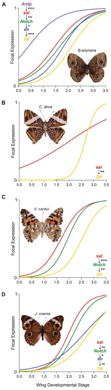 Onset of gene expression in future eyespot centers shows conserved temporal dynamics among nymphalids.