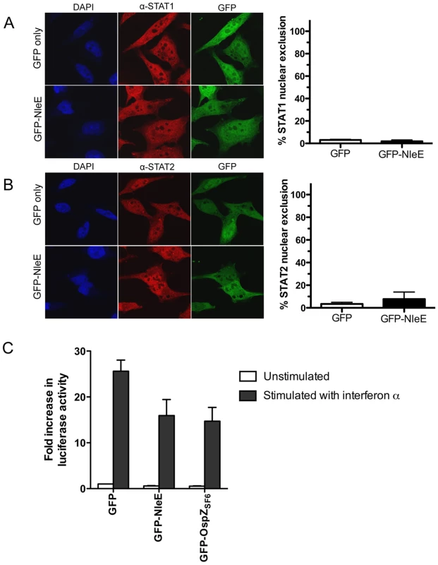 Effect of NleE on nuclear translocation of STAT1 and STAT2.