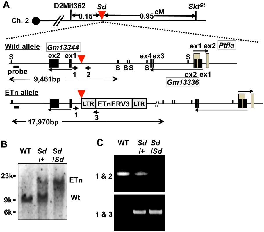 Insertion of a retrotransposon in the <i>Sd</i> mouse.