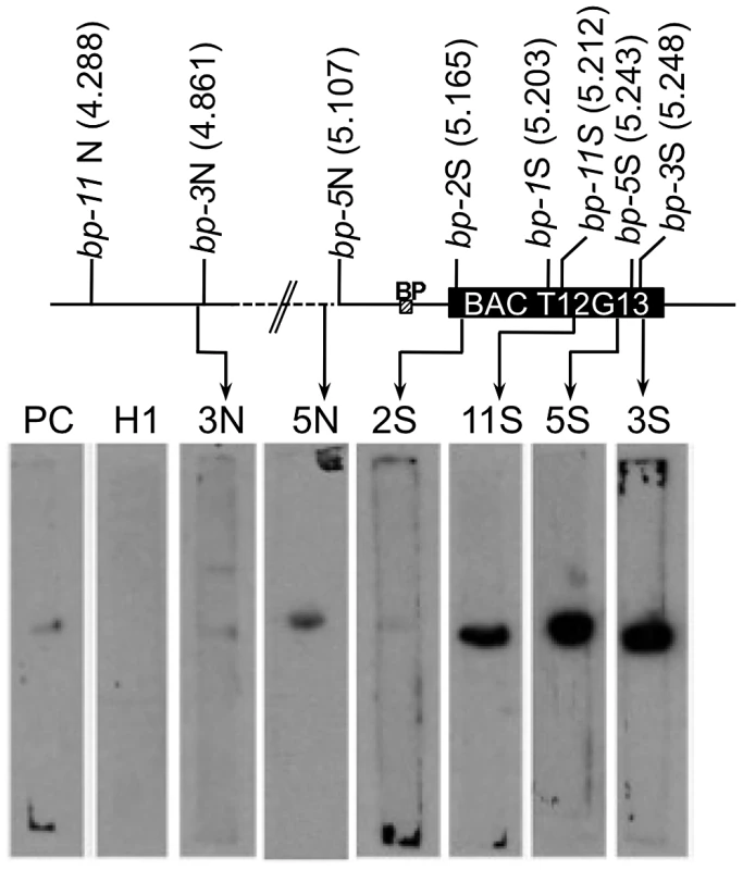 Breakpoint junction regions bind the nuclear matrix protein AHL1.