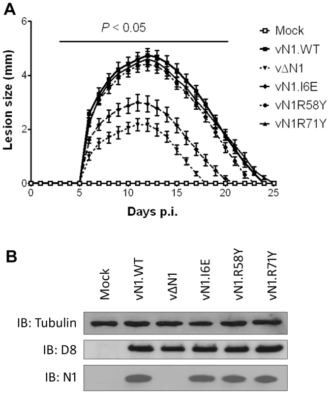 Intradermal inoculation with vN1.I6E and vΔN1, but not vN1.R58Y and vN1.R71Y, attenuates VACV infection.