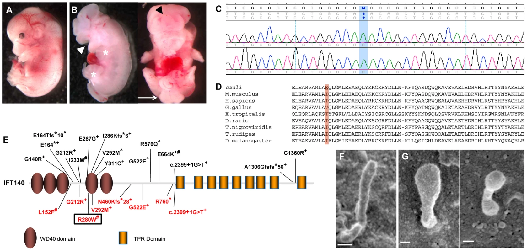 An <i>Ift140</i> mutation is responsible for the ciliopathic phenotype observed in <i>cauli</i>.