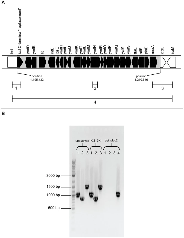 Loss of e14 prophage in pgi_gluc2.