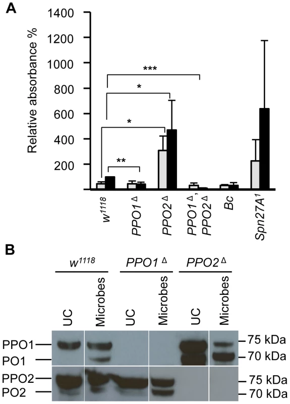 Increase of PO activity in absence of PPO2.