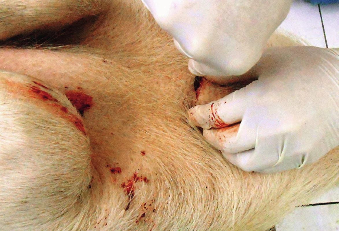Fixace prasečího hrtanu dvěma prsty a řez skrz ligamentum cricothyroideum