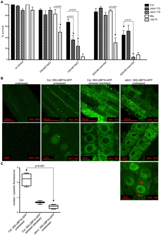 UBP1b protein localization and stress sensitivity of <i>ddm1</i>.