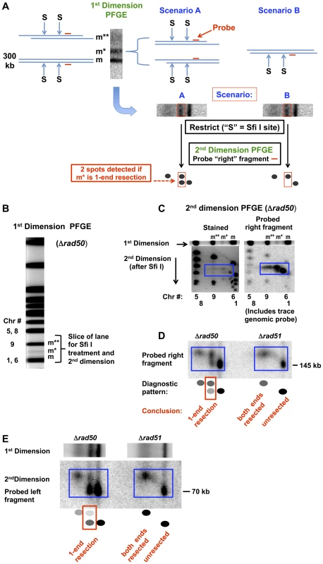 Detection of 1-end and 2-end resections at a DSB based on rare restriction cutter analysis of 1D PFGE-shifted molecules and subsequent 2D-PFGE.