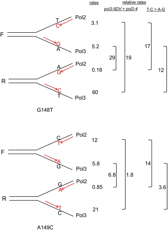 Reversion rates and expected mismatches in proofreading-defective <i>trp5-G148T</i> and <i>trp5-A149C</i> strains.