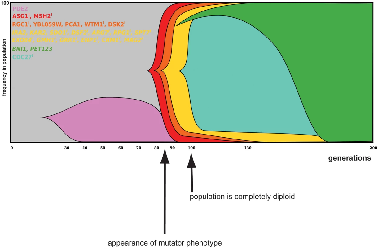 Dynamics and linkage of mutations in evolved populations of reactor 2.