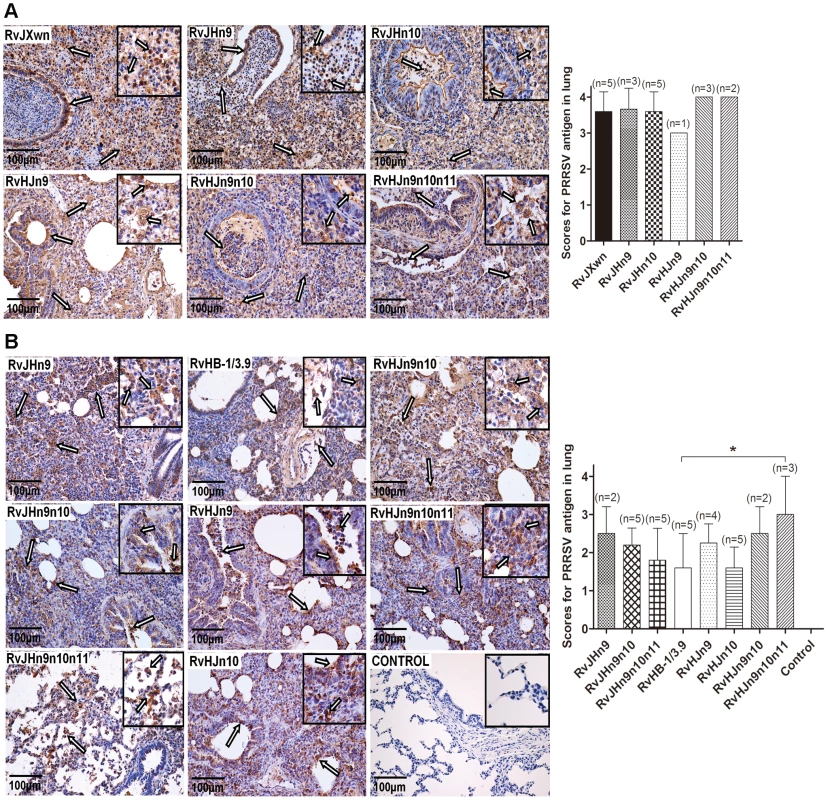Immunohistochemical examination of inoculated piglets for PRRSV antigen.