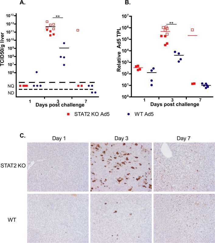 The virus load is higher in Ad5-infected STAT2 KO hamsters than in wt animals.