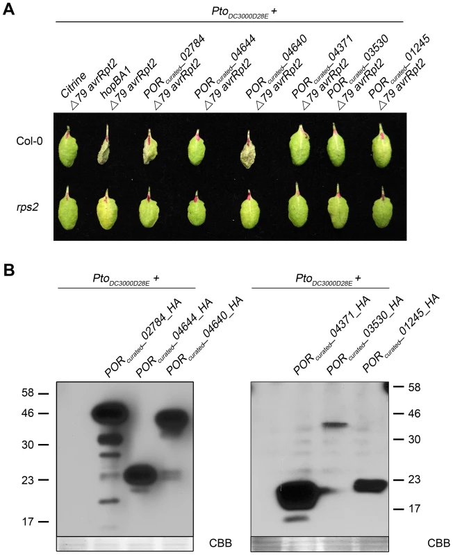 Identification of a novel type III effector.