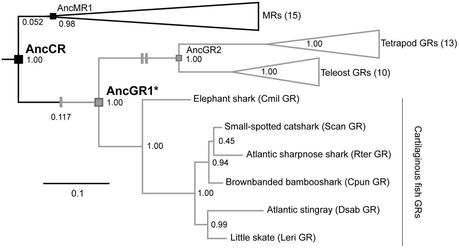 Simplified phylogeny of corticosteroid receptors.