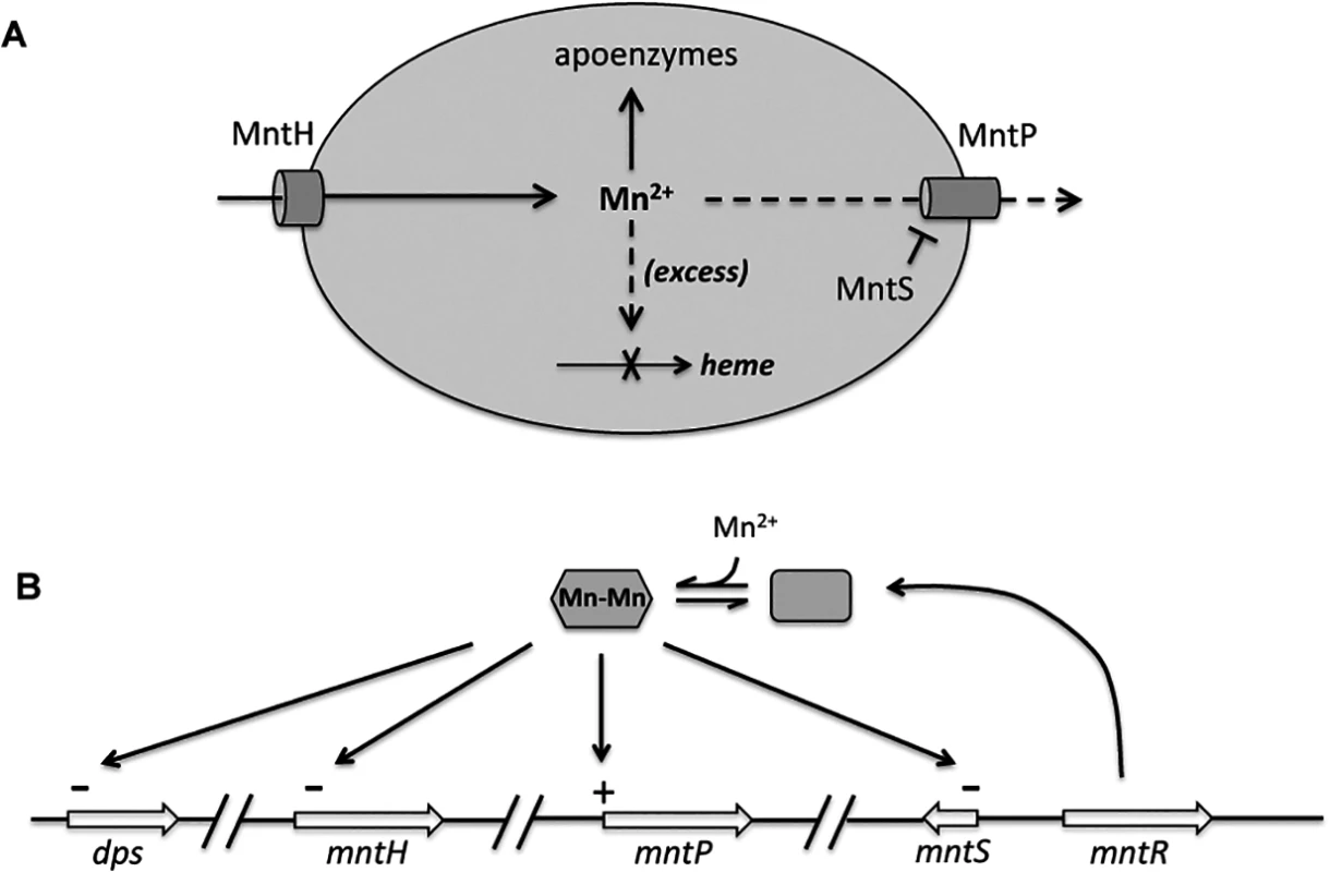 Proposed model of the MntR regulon.