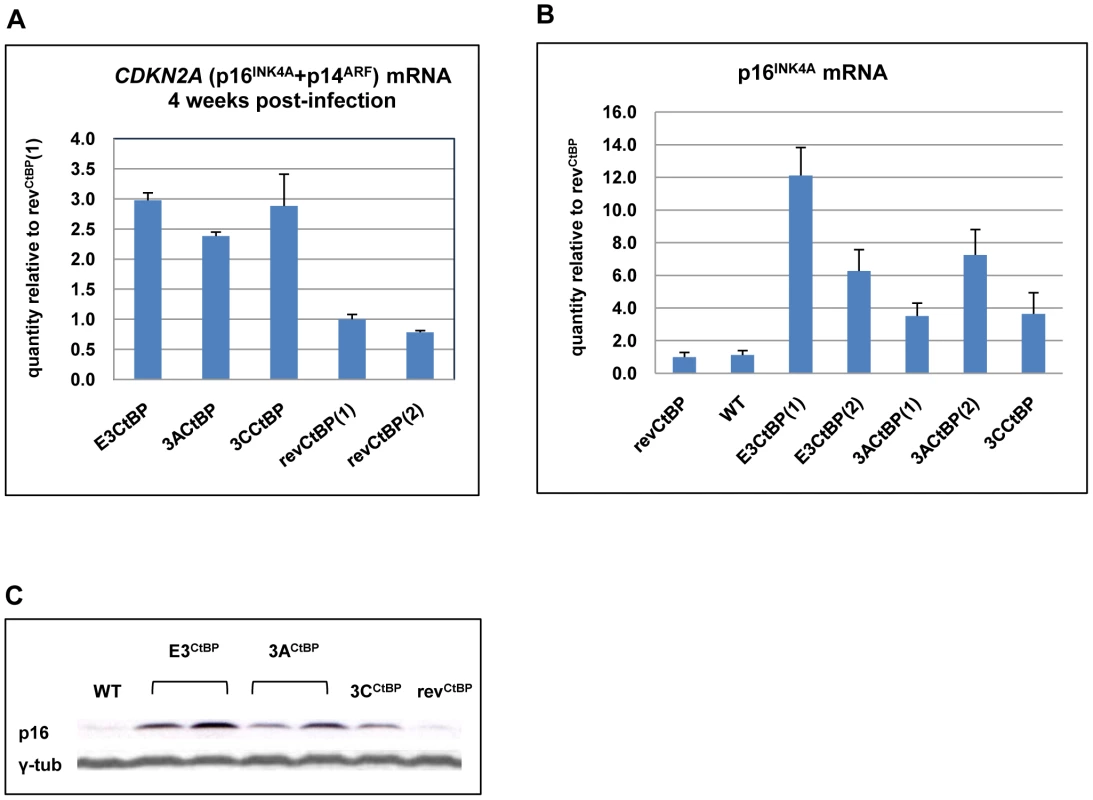 Expression of p16<sup>INK4A</sup> is increased in CtBPM LCLs relative to revertant and WT LCLs.