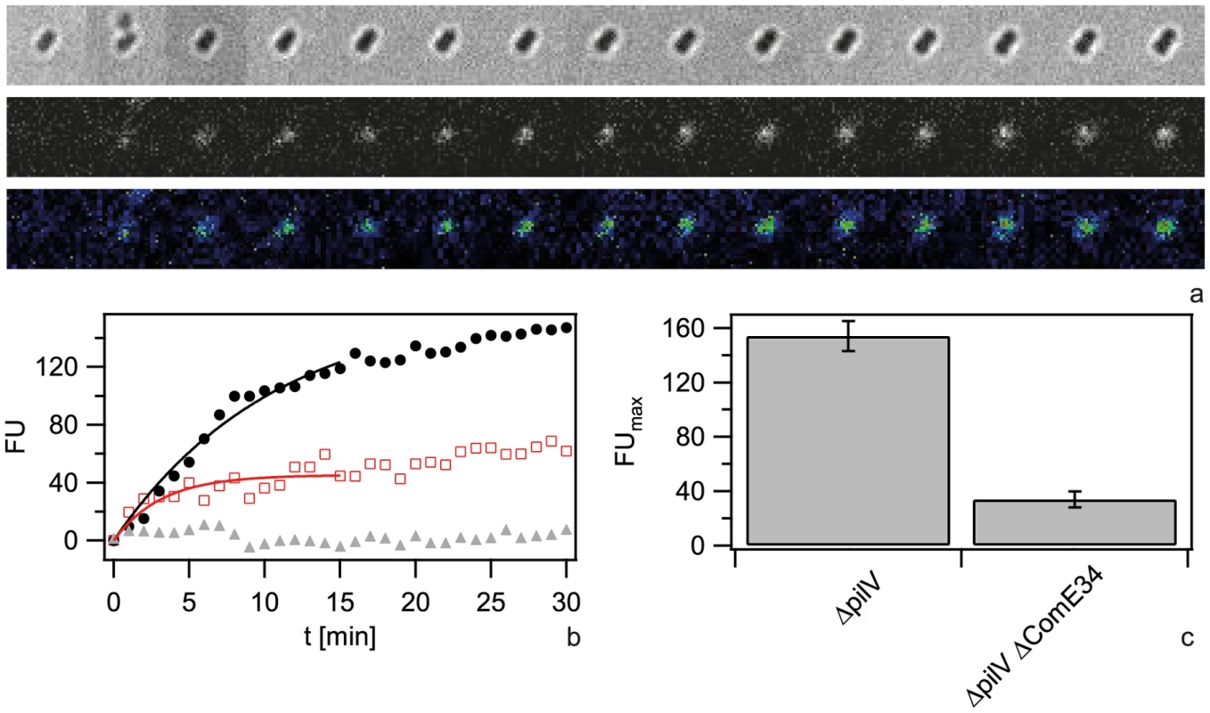 Dynamics of 300-DNA import depends on ComE.