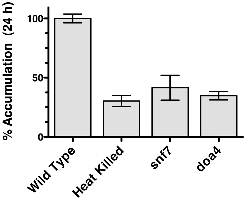 [<sup>3</sup>H]-FLC import in <i>S. cerevisiae</i> mutants.