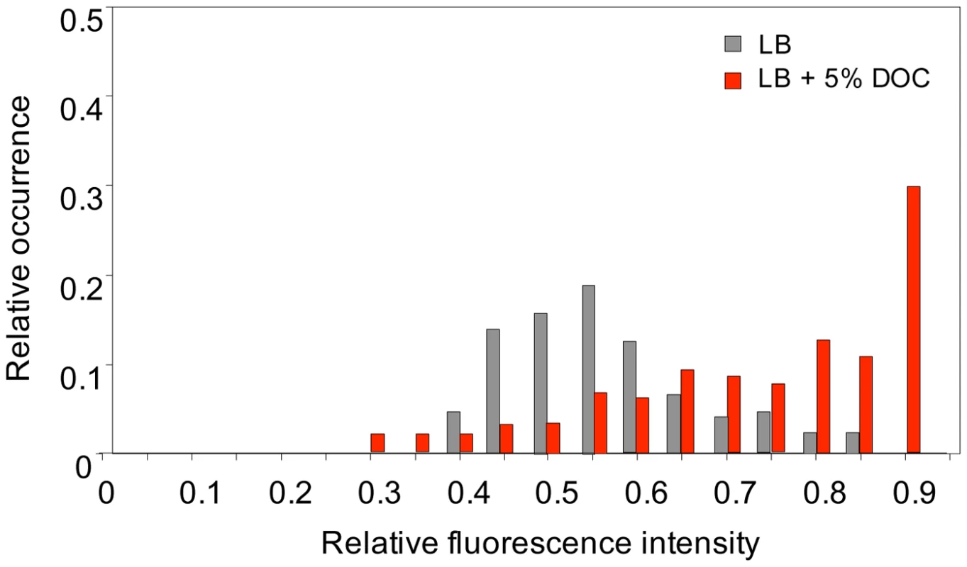Levels of <i>cspD</i> gene expression in individual bacterial cells.