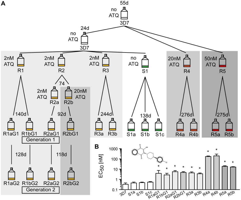 Generation of atovaquone (ATQ)-resistant parasites.